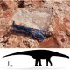 Australische wetenschappers ontdekken grootste dinosaurusafdruk ooit