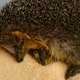 Dierenambulance redt dronken egel