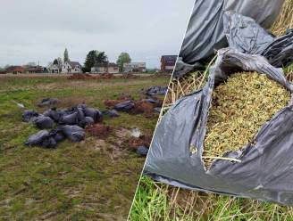 Politie onderzoekt gedumpte vuilniszakken met resten van cannabisplantage in Ninove