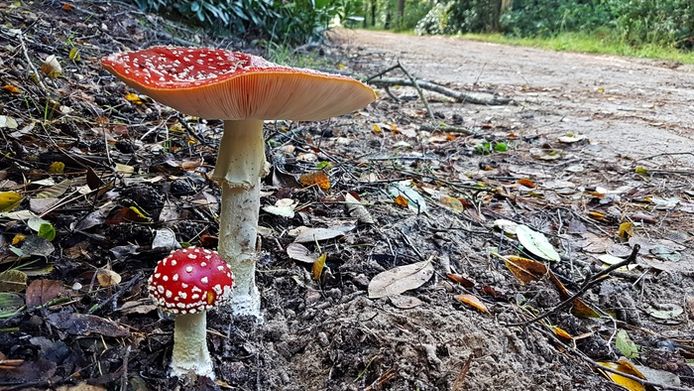 Op een grote paddenstoel... De rood-met-witte-stippen mag niet ontbreken in de paddenstoelencollectie. Op de foto gezet door Amy van Wijk uit Hoogerheide, gezien op de Oude Meerbaan te Ossendrecht.