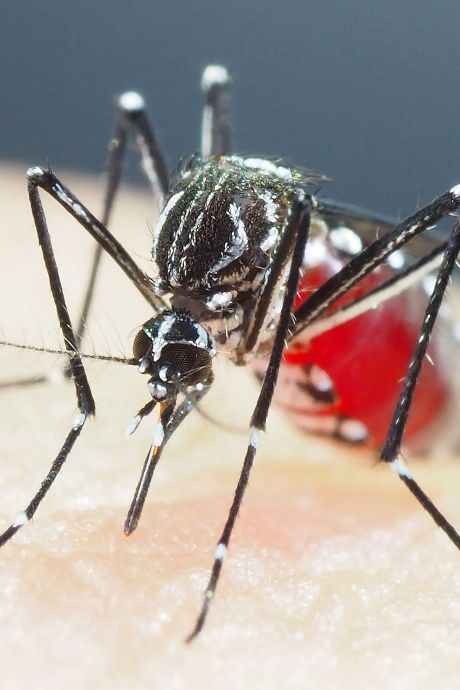 Des moustiques “indestructibles” identifiés en Asie: “Un niveau de résistance extrêmement élevé”