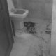 Foto's tonen badkamer waar Pistorius vriendin doodschoot