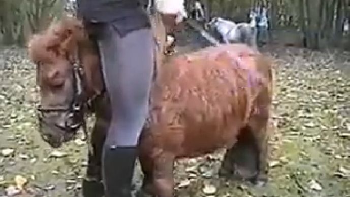 Op internet is woensdag een tweede filmpje verschenen met daarin opnieuw een vrouw die een shetlandpony mishandelt.