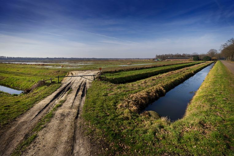 Natuurgebied de Peel in Limburg.  Beeld Werry Crone