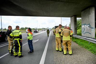 Paard zakt door trailer op A58: dier ingeslapen door medewerkers van dierenambulance