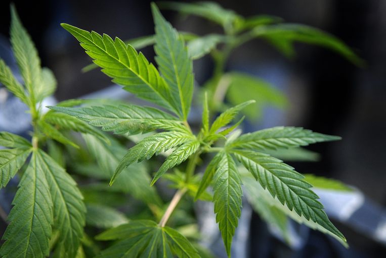 Een cannabisplant. Beeld Belga