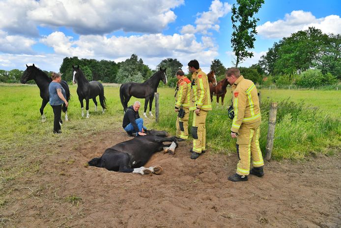 Een paard is zaterdagmiddag vast komen te zitten in een kuil in een weiland.  Dat gebeurde aan de Molenstraat in Valkenswaard.