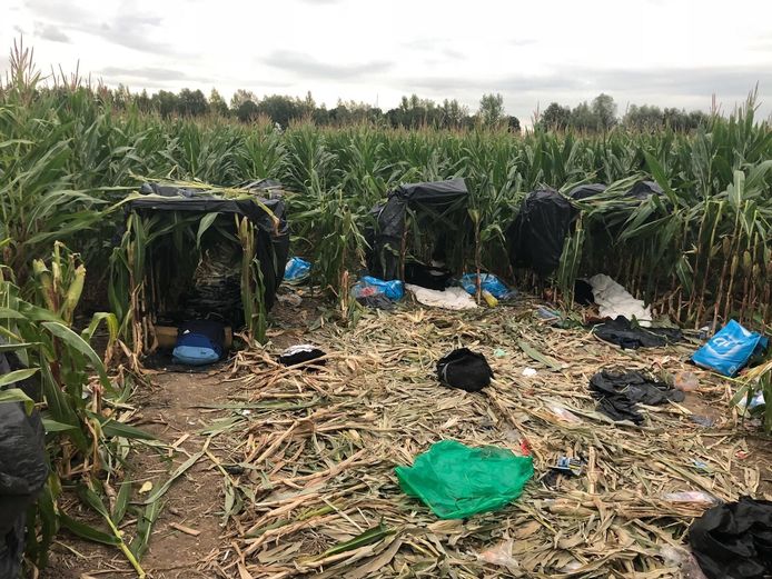 Het Albanees tentenkamp in het maisveld bij Zevenbergschen Hoek
