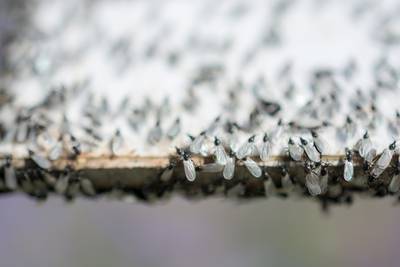 Waar komen al die vliegende mieren vandaan en wat doe je ertegen? Expert geeft antwoord