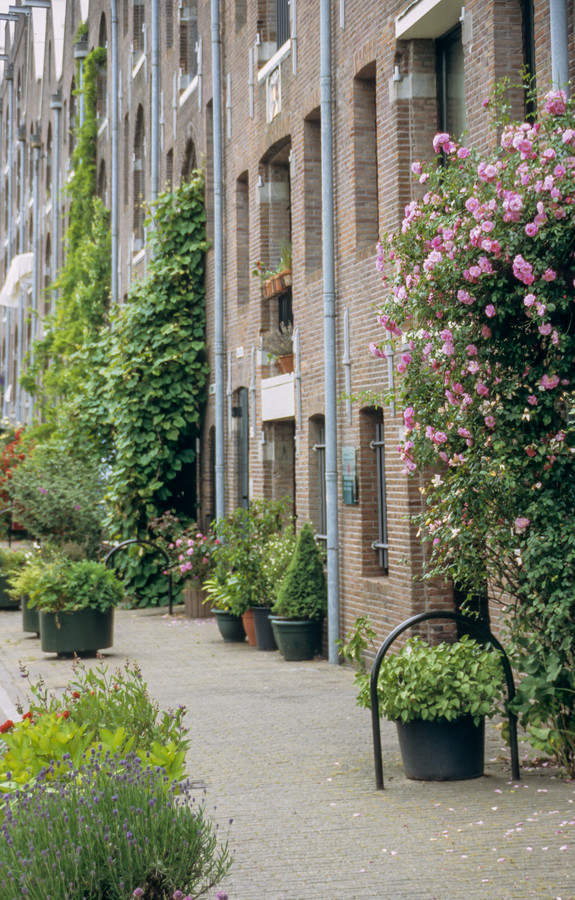 Sier je huis en straat met klimplanten en bloempotten.