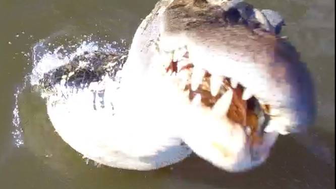 Het machtige moment waarop alligator drone uit lucht plukt