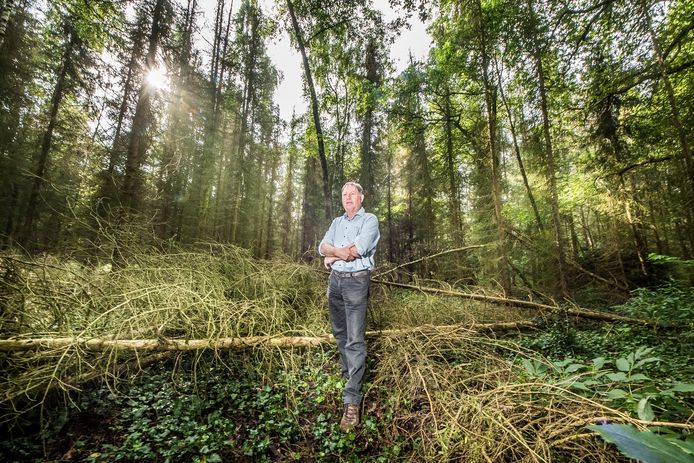 Remi Nieuwenhuis in zijn bosperceel waar vroeger een kwekerij zat. Hij wil de fijnsparren zo snel mogelijk laten kappen, want het verwoestende letterzetter-kevertje rukt op.