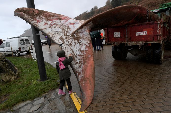 Een meisje voelt aan de staartvin van een gestrande walvis die wordt afgevoerd van het Spaanse strand van Arenal de Moris in Caravia. Foto Eloy Alonso