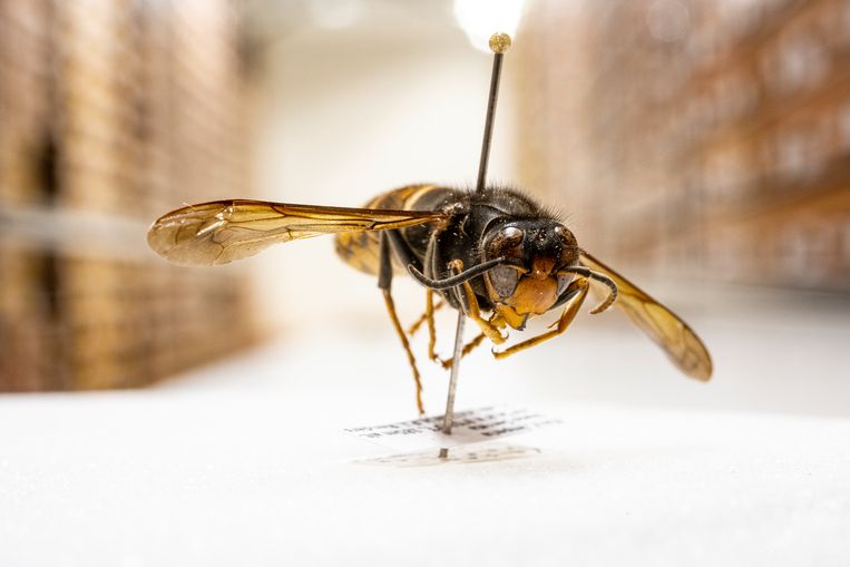 LEIDEN - Een opgezette Aziatische hoornaar in museum Naturalis. Beeld Hollandse Hoogte /  ANP