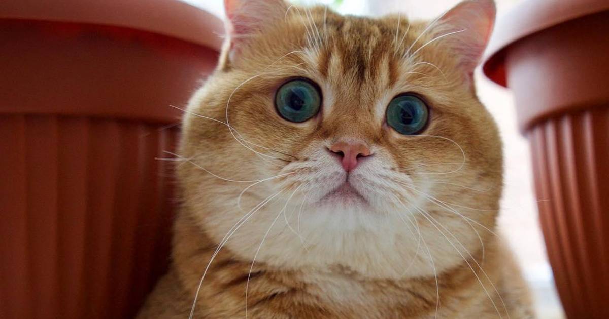 De gelaarsde kat bestaat echt en zo ziet hij eruit Lifestyle