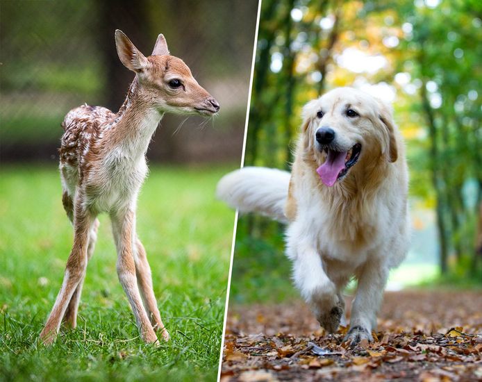 Een damhert en een golden retriever. Welke mag je straks wel/niet houden?