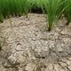 Noord-Korea kent ergste droogte sinds 2001