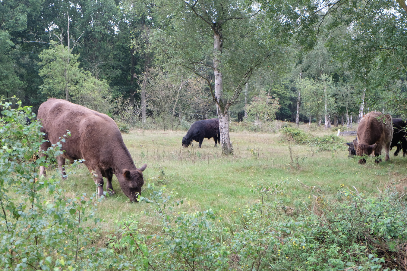Gallowayrunderenwandeling in Heidebos | Foto | hln.be