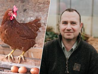 Hoeveel kost het om kippen te houden? “Verkoop je de eitjes, heb je de investering na 2 tot 3 jaar terugverdiend”