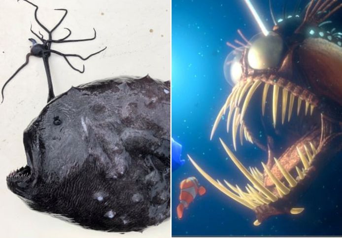 Monsterlijke en zeldzame diepzeevis uit 'Finding Nemo' spoelt voor derde keer dit jaar aan Californië | Dieren | hln.be