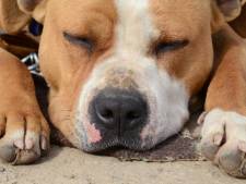 Un chien attaque deux personnes à Toulouse, son propriétaire prend la fuite