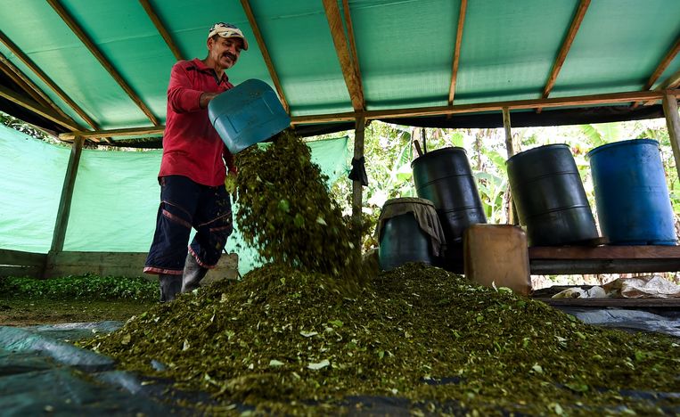 Coca-oogst in Colombia.  Beeld AFP