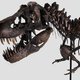 Voor het eerst in Europa skelet van T. Rex onder de hamer