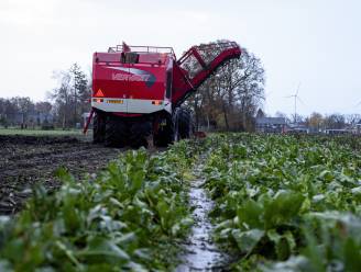 Regen hindert oogst van suikerbieten: ‘De grond is net een spons, er kan eigenlijk geen water meer bij’