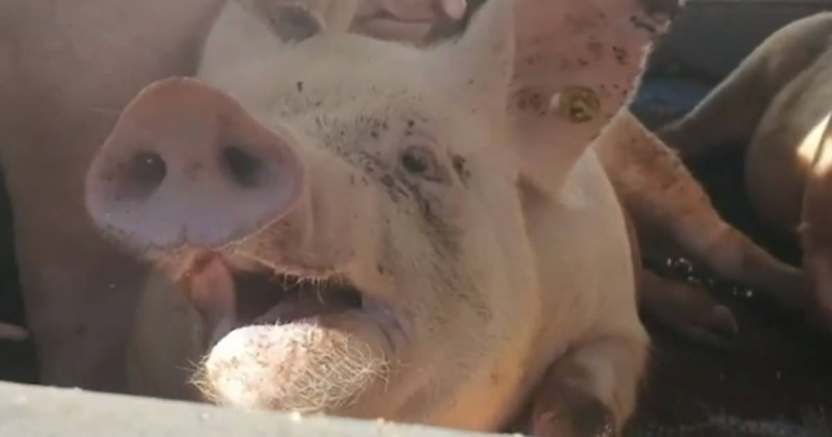 Opnieuw beelden van varkens met hittestress in stilstaande vrachtwagen bij slachthuis