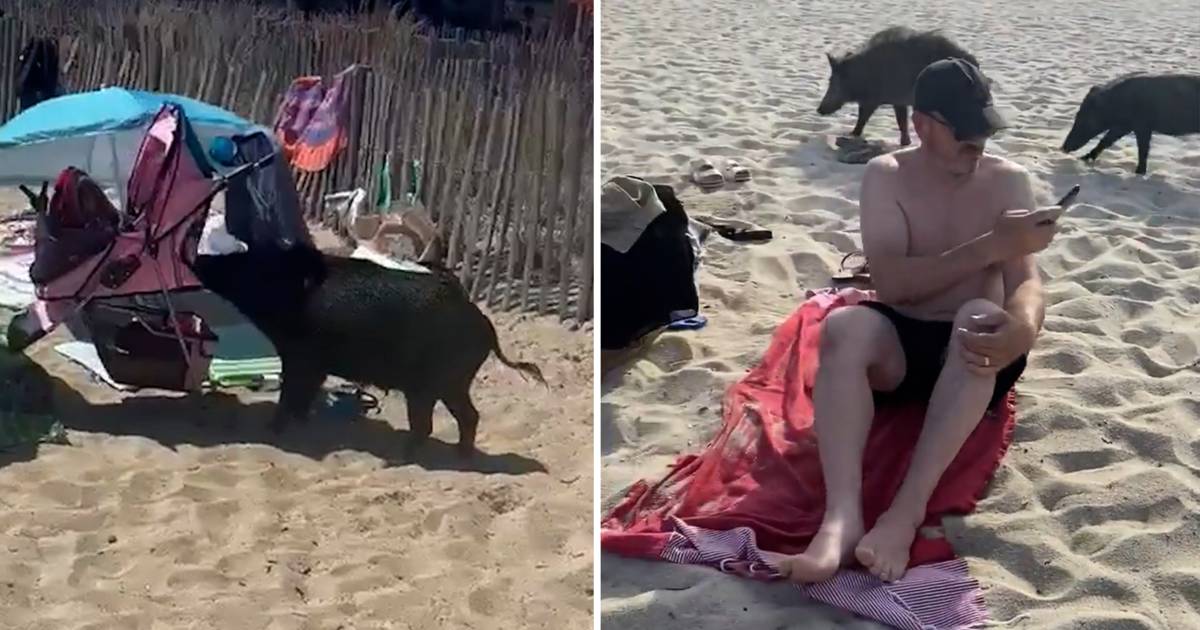 Babi hutan menyerbu pantai Prancis: kereta bayi ditarik melintasi pantai untuk mencari makanan |  di luar