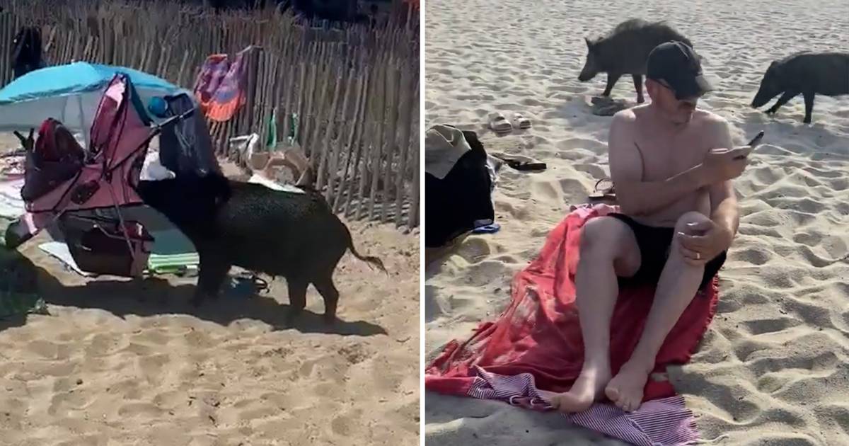 Aspetto.  I cinghiali invadono le spiagge francesi: un carretto attraversa la spiaggia in cerca di cibo |  gli animali