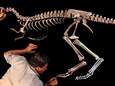 L'apparition de l'ancêtre commun aux mammifères postérieure aux dinosaures
