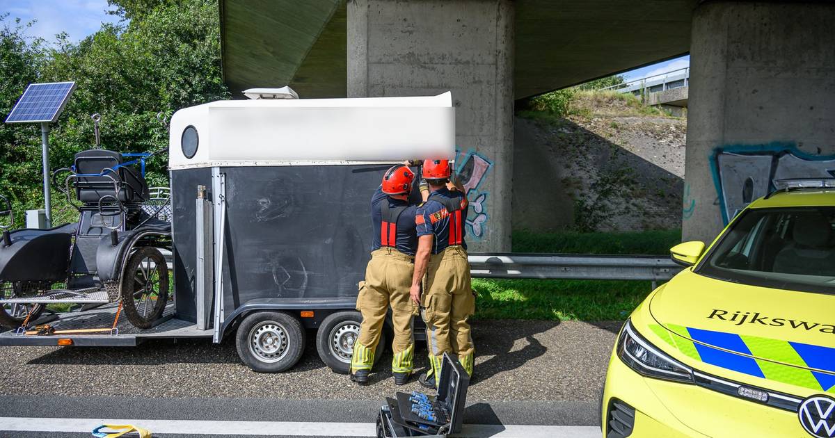 Paard zakt door trailer op A58: veearts heeft het dier laten inslapen