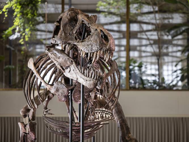 Reusachtig T. rex-skelet brengt bijna 5 miljoen euro op in Zürich