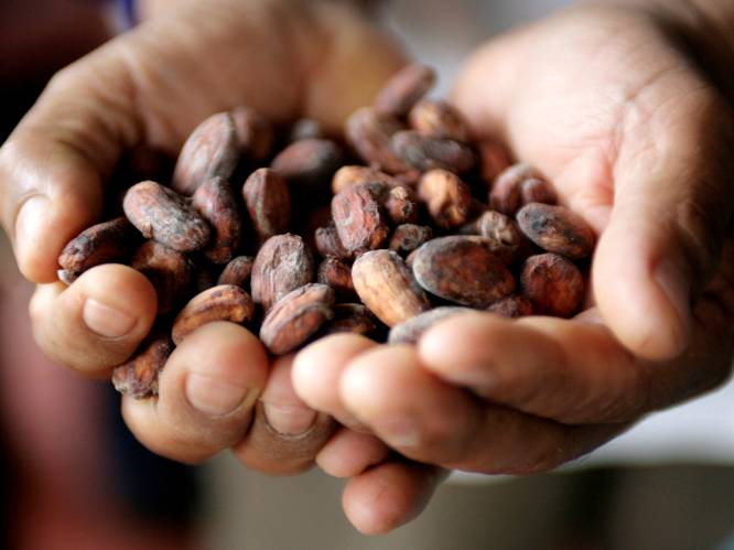 Cacaoprijs blijft stijgen: nu al 6.300 euro per ton