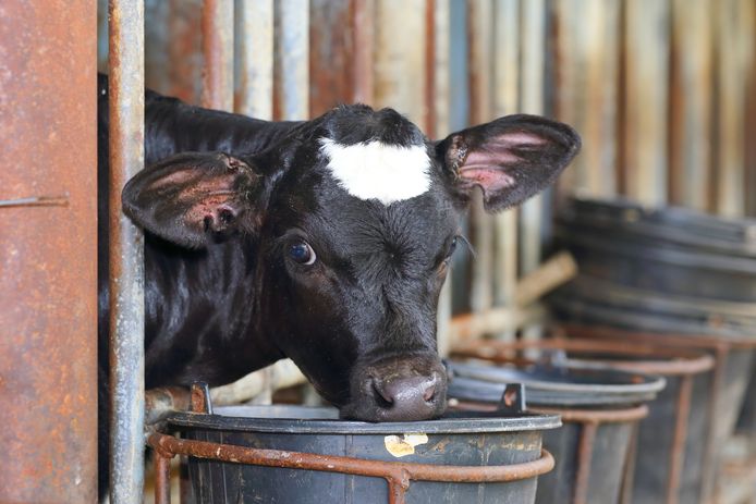 Veel kalveren komen onder erbarmelijke omstandigheden ter wereld