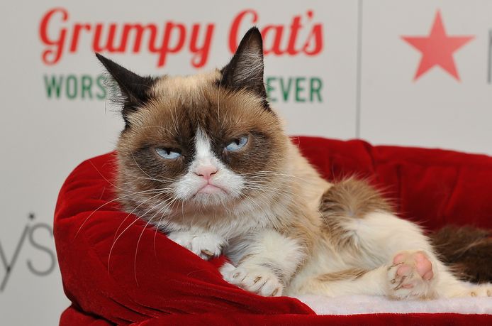 Grumpy Cat.