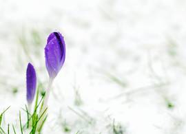 Brrr, het wordt een week met een winters karakter (inclusief sneeuw)