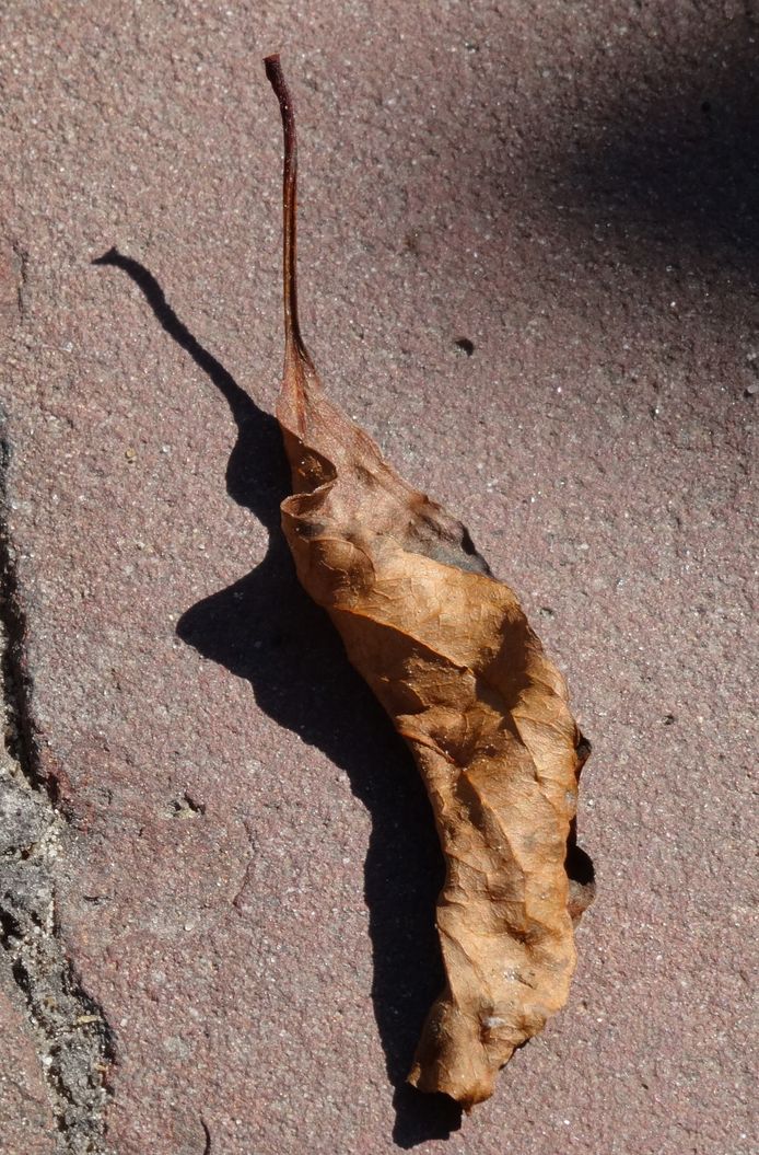 Als je dit dorre blad zo op de grond ziet liggen, gaat je fantasie toch meteen op de loop? Foto Luud Demarteau uit Best.