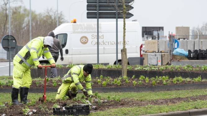 Wielerstad is ook bloemenstad: Oudenaarde plant nog snel een paar duizend paaslelies voor de Ronde