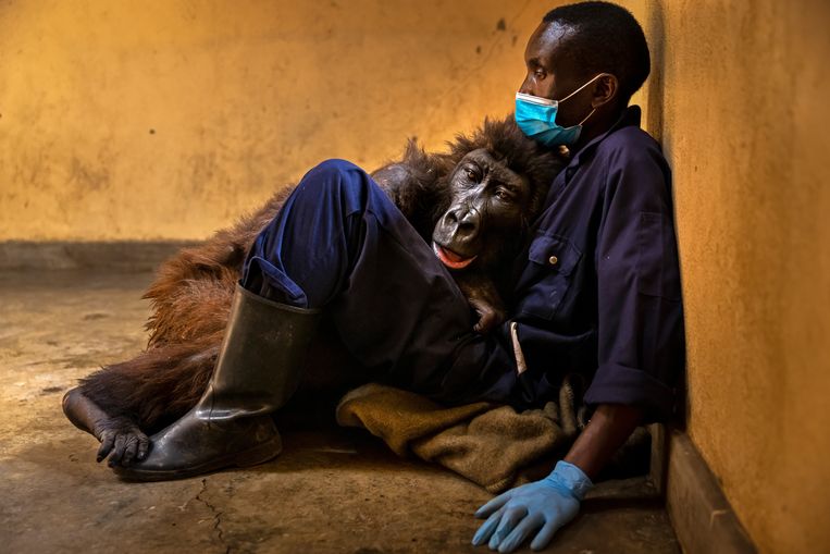 ‘Ndakasi's passing’: De Amerikaan Brent Stirton legde de laatste momenten van de wereldberoemde berggorilla Ndakasi vast. Het dier werd gered toen ze amper twee maanden oud was nadat stropers haar moeder hadden gedood. Ndakasi groeide vervolgens op in het Virunga National Park in de Democratische Republiek Congo. 

De aap ging viraal op sociale media nadat twee parkwachters een grappige selfie met Ndakasi en een andere gorilla, Matabishi, hadden genomen. Op 26 september 2021 stierf Ndakasi in de armen van haar redder en verzorger Andre Bauma. De aap was al een tijdje ziek. Ze werd veertien jaar oud. Beeld Brent Stirton, Wildlife Photogra