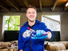 Grote opluchting bij dierenarts Gijs nu hij eindelijk kan vaccineren tegen blauwtong: ‘Het was echt ellende’ 
