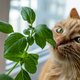Kan jouw kat niet van je kamerplanten afblijven? Gebruik dan deze tips