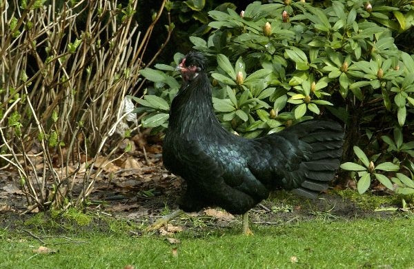 Zwarte kip in Schijndel is weer 'thuis' | Foto