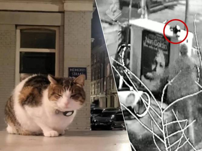 KIJK. Man slaat kat Miesje op brutale wijze dood, politie verspreidt de beelden om hem te vinden