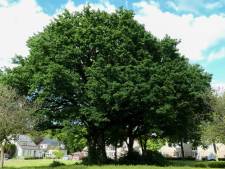 Welke boom in Heeze-Leende is de mooiste? Zaterdag 17 juni fietstocht IVN langs de tien kanshebbers 