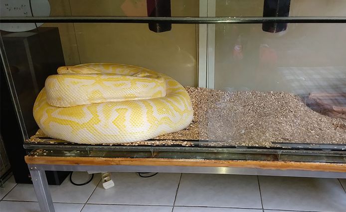Politie neemt stevige tijgerpython in beslag: dik 6 meter lang, 80 kg ...