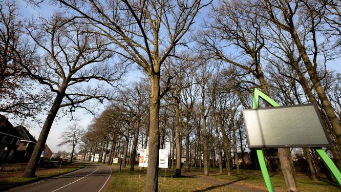 Niet alleen eiken langs Mierlose Bekelaar; met linde en esdoorn minder kans op plagen en ziektes