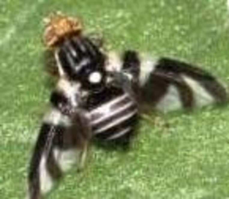 Rhagoletis zephyria. Beeld Theo Audena000