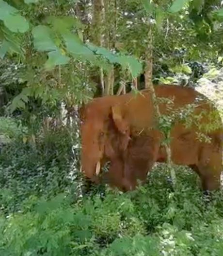 Losgeslagen kudde olifanten China: eenzame stier gevangen en teruggebracht naar reservaat 